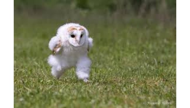 Oxnam Owls (Galashiels Operatic Society Behind the Scenes)