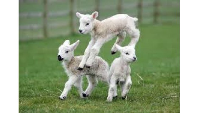 It's Lambing Season
