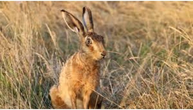 Have you seen any Brown Hares?