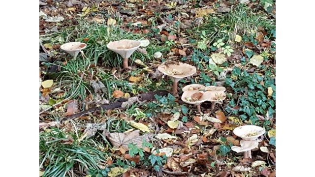 (3) Autumn fungi near Nisbetmill Cauld. D Faulds