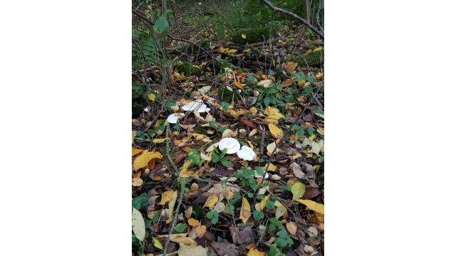 (7) Autumn fungi near Nisbetmill Cauld. D Faulds
